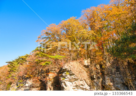 栃木県日光市　秋の紅葉に染まる龍王峡の風景 133366543