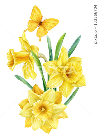 Yellow daffodils with butterfly in bright spring watercolor botanical illustration for floral decor Yellow daffodils with butterfly in bright spring watercolor botanical illustration for floral decor 133366704