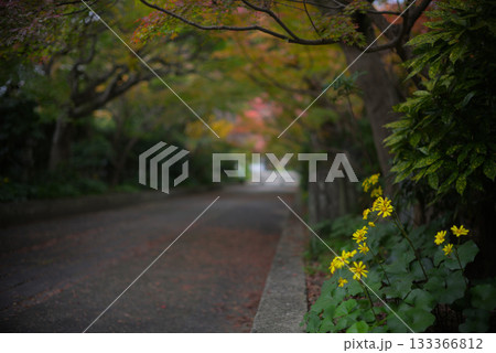 紅葉　初秋の道 133366812