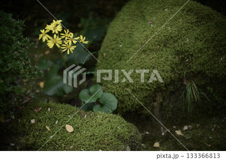 苔むした世界に花を 133366813