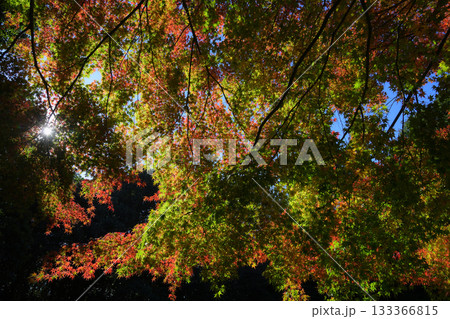 紅葉　輝く秋色 133366815