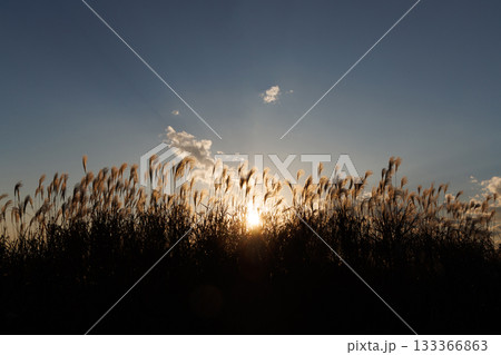 夕日に照らされて輝くススキ 夕日に照らされて輝くススキ 133366863