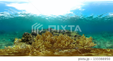 Beautiful coral garden, blue sea life scene. Underwater background. 360-Degree view. Beautiful coral garden, blue sea life scene. Underwater background. 360-Degree view. 133366950