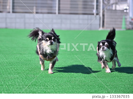 ドッグランで仲良く走る2匹のチワワ 133367035