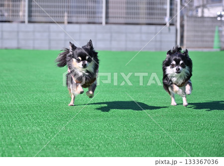 ドッグランで仲良く走る2匹のチワワ 133367036