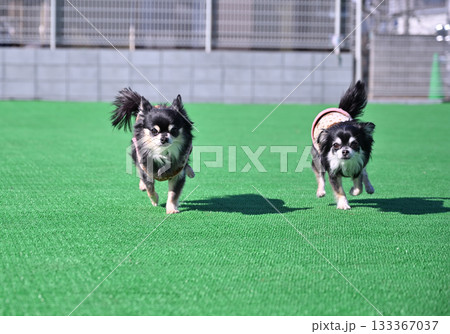 ドッグランで仲良く走る2匹のチワワ 133367037