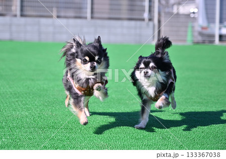 ドッグランで仲良く走る2匹のチワワ 133367038