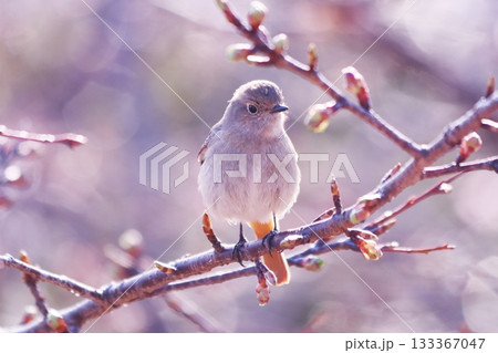 桜の木に止まるジョウビタキの雌 桜の木に止まるジョウビタキの雌 133367047