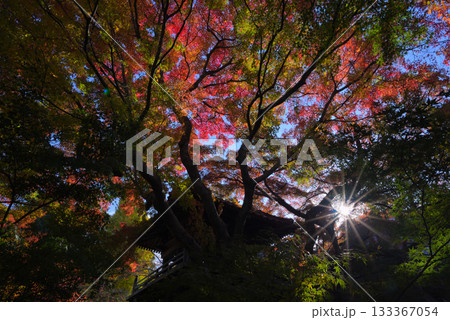 紅葉　山門に降り注ぐ秋の光 133367054