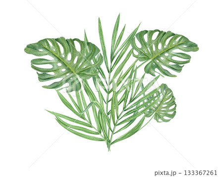 Watercolor green palm and monstera leaves bouquet illustration on isolated background. Hand painted summer tropical foliage. Floral leaf composition for greeting card, invitation. 133367261
