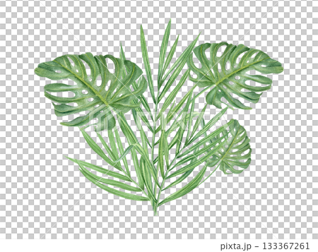 Watercolor green palm and monstera leaves bouquet illustration on isolated background. Hand painted summer tropical foliage. Floral leaf composition for greeting card, invitation. 133367261