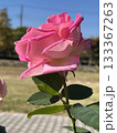 ピンク色の薔薇　公園で見つけたきれいなピンク色の薔薇 133367263