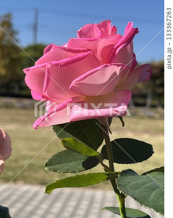 ピンク色の薔薇 公園で見つけたきれいなピンク色の薔薇 ピンク色の薔薇 公園で見つけたきれいなピンク色の薔薇 133367263