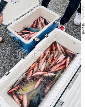 グルクン　魚　釣り 133367350