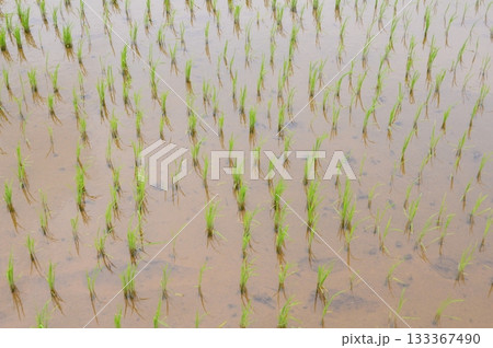 植えられたばかりの田んぼ（熊本県上益城郡山都町） 133367490