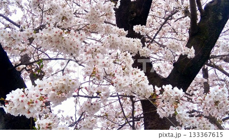 満開の桜 133367615