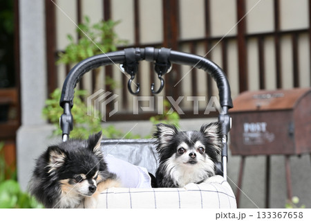 犬用カートでお散歩　仲良し2匹のチワワ 133367658