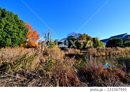 埼玉県 騎西総合公園の紅葉 埼玉県 騎西総合公園の紅葉 133367995