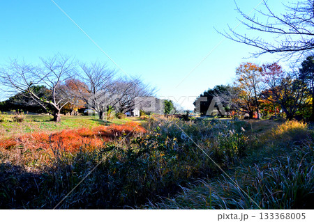 埼玉県　騎西総合公園の紅葉 133368005
