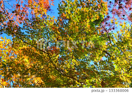 埼玉県　騎西総合公園の紅葉 133368006