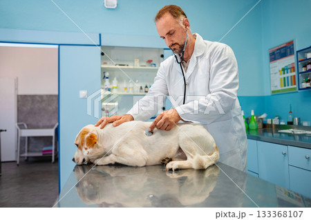 Caring veterinarian examines a dog in a bright clinic environment Caring veterinarian examines a dog in a bright clinic environment 133368107