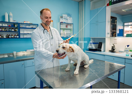 Veterinarian cares for a friendly dog in a bright clinic 133368121