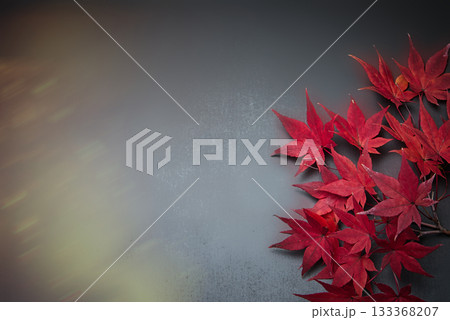 きれいな赤色に紅葉したもみじ きれいな赤色に紅葉したもみじ 133368207