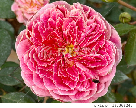 ピンクの薔薇 ピンクの薔薇 133368246