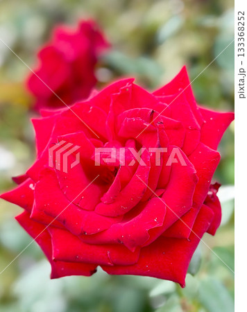 赤い薔薇 赤い薔薇 133368252