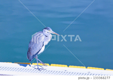 鋭い目付きでプールサイドを歩くアオサギ 133368277