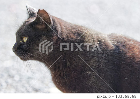 黒猫の横顔 133368369