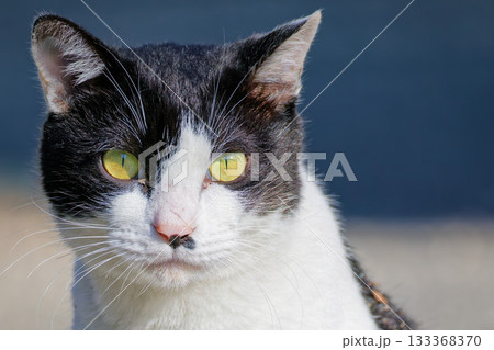 こちらを見るぶち猫 こちらを見るぶち猫 133368370