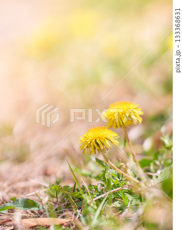 温かみのある光さす野原に咲くたんぽぽの花 133368631