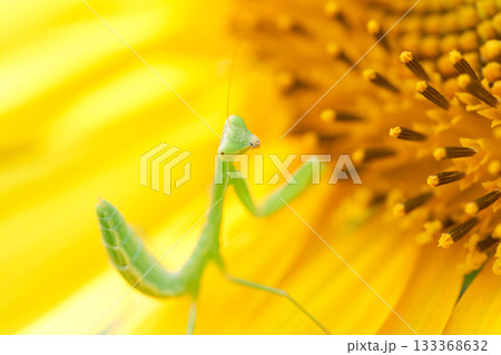 ヒマワリの花の上の一匹の小さいカマキリの子ども 133368632