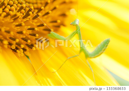 ヒマワリの花の上の一匹の小さいカマキリの子ども ヒマワリの花の上の一匹の小さいカマキリの子ども 133368633