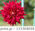 赤いダリア 133368698