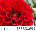 赤いダリア 133368699