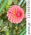 赤いダリア 133368700