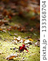 苔の上に落ちた紅葉 133368704