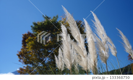 秋のススキ 133368750