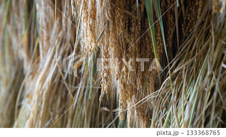 乾燥した稲 133368765