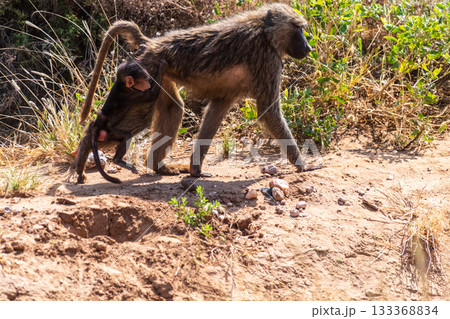 Baboons in Samburu national reserve Baboons in Samburu national reserve 133368834