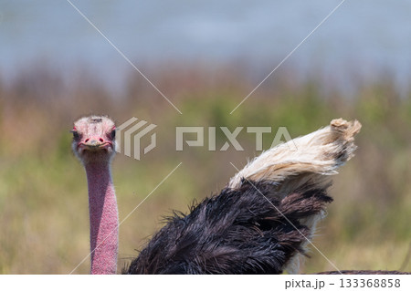 Ostriches in the Ngorogoro Crater Ostriches in the Ngorogoro Crater 133368858