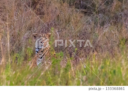 Leopard Sighting in the Serengeti Leopard Sighting in the Serengeti 133368861