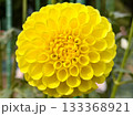 黄色いダリア 133368921