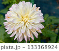 白いダリア 133368924