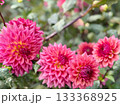 赤いダリアの園 133368925