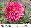 赤いダリア 133368926