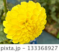 黄色いダリア 133368927