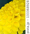 黄色いダリア 133368928